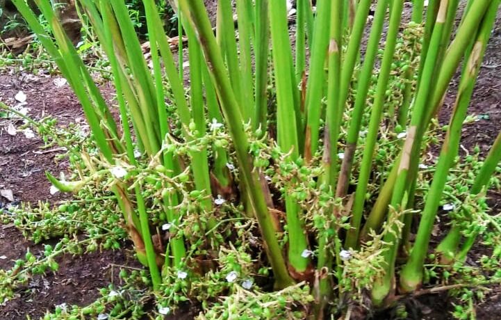 WhatsApp Image 2020-11-04 at 11.26.22 AM